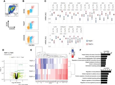 CD226 and TIGIT Cooperate in the Differentiation and Maturation of Human Tfh Cells